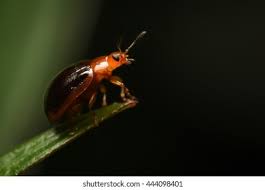 Attēlu rezultāti vaicājumam “Chrysolina staphylaea”