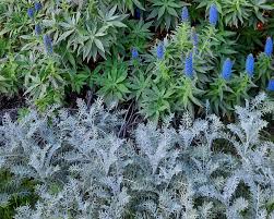 Attēlu rezultāti vaicājumam “Centaurea”