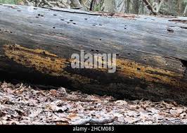 Attēlu rezultāti vaicājumam “Crustoderma dryinum”