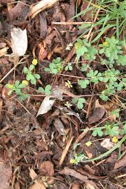 Attēlu rezultāti vaicājumam “Trifolium dubium leaf”