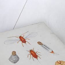 Attēlu rezultāti vaicājumam “Chionaspis salicis”