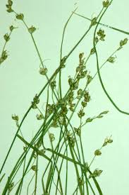 Attēlu rezultāti vaicājumam “Carex disperma”