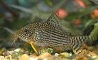 Aqua Botanic's Aqua Bloggin » corydoras