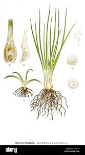 Attēlu rezultāti vaicājumam “Isoetes lacustris”