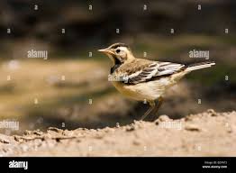 Attēlu rezultāti vaicājumam “Motacilla citreola”