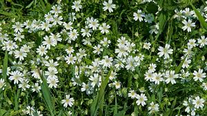 Attēlu rezultāti vaicājumam “Stellaria holostea”