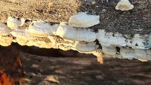 Attēlu rezultāti vaicājumam “Antrodia malicola”