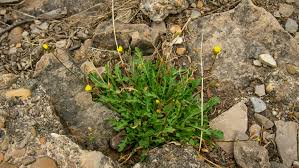 Attēlu rezultāti vaicājumam “Diplotaxis muralis fruit”