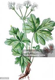 Attēlu rezultāti vaicājumam “Sanicula europaea leaf”