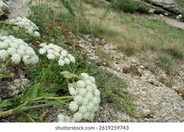 Attēlu rezultāti vaicājumam “Libanotis montana”