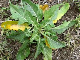Attēlu rezultāti vaicājumam “Sisymbrium volgense leaf”