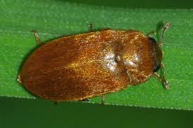 Attēlu rezultāti vaicājumam “Byturus tomentosus”