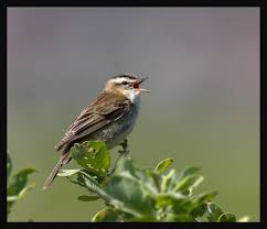 Attēlu rezultāti vaicājumam “Acrocephalus schoenobaenus”