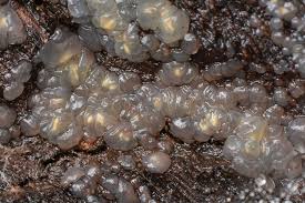 Attēlu rezultāti vaicājumam “Myxarium nucleatum”