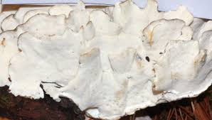 Attēlu rezultāti vaicājumam “Postia floriformis”