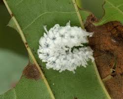 Attēlu rezultāti vaicājumam “Eriocampa ovata larva”