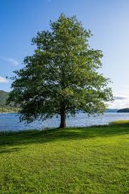Attēlu rezultāti vaicājumam “Alnus glutinosa”