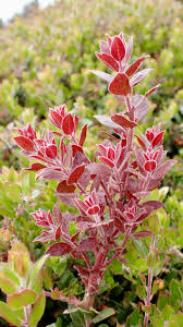 Attēlu rezultāti vaicājumam “Exobasidiales”