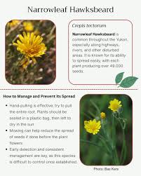 Attēlu rezultāti vaicājumam “Crepis tectorum”