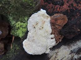 Attēlu rezultāti vaicājumam “Antrodia macra”