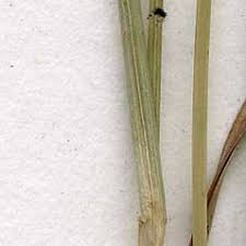 Attēlu rezultāti vaicājumam “Rhynchospora alba leaf”