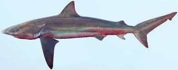 Image result for Carcharhinus isodon