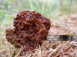 Attēlu rezultāti vaicājumam “Gyromitra esculenta”