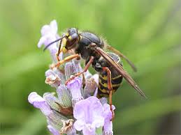 Attēlu rezultāti vaicājumam “Dolichovespula media”
