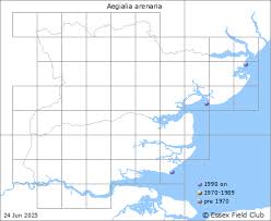 Attēlu rezultāti vaicājumam “Aegialia arenaria”