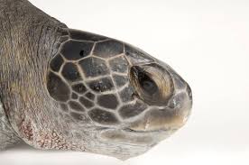 Image result for Chelonia mydas