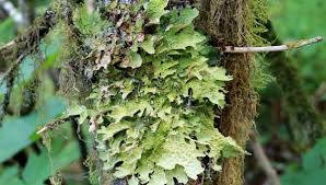 Attēlu rezultāti vaicājumam “Plectocarpon lichenum”