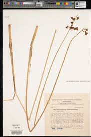 Attēlu rezultāti vaicājumam “Schoenoplectus lacustris subsp. glaucus fruit”