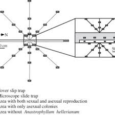 Attēlu rezultāti vaicājumam “Anastrophyllum hellerianum”