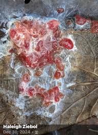 Attēlu rezultāti vaicājumam “Lycogala cf. fossiculatum young”