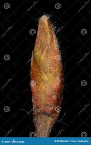 Attēlu rezultāti vaicājumam “Quercus rubra bud”