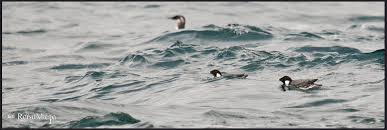 Image result for Synthliboramphus antiquus