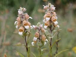 Image result for Digitalis lanata