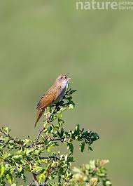 Image result for Locustella naevia