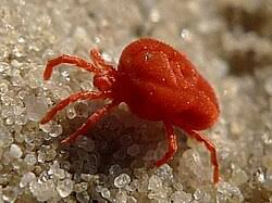 Attēlu rezultāti vaicājumam “Bryobia praetiosa”