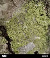 Attēlu rezultāti vaicājumam “Hypocenomyce scalaris”