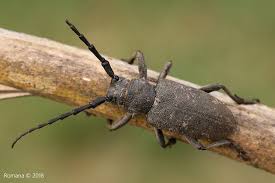 Attēlu rezultāti vaicājumam “Lamia textor”