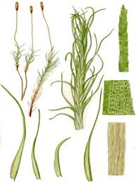 Attēlu rezultāti vaicājumam “Distichium capillaceum”