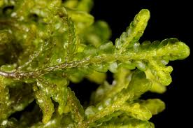 Attēlu rezultāti vaicājumam “Porella platyphylla macro”