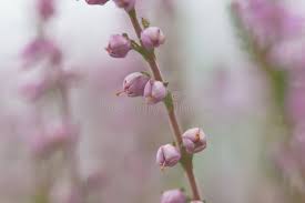 Attēlu rezultāti vaicājumam “Empetraceae”