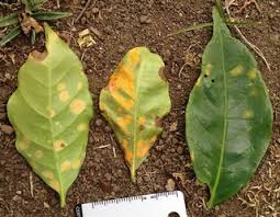 Attēlu rezultāti vaicājumam “Pucciniales”