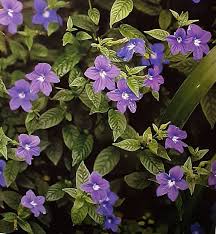 Image result for Browallia speciosa