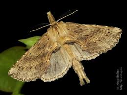 Attēlu rezultāti vaicājumam “Pterostoma palpina larva”