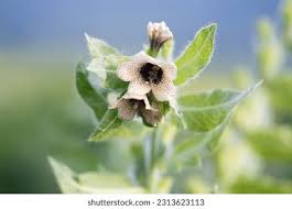 Attēlu rezultāti vaicājumam “Hyoscyamus niger flower”