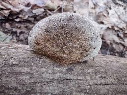 Attēlu rezultāti vaicājumam “Daedaleopsis confragosa”