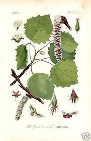 Attēlu rezultāti vaicājumam “Populus x lettland”